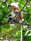 Proboscis Monkey 1.JPG (88 KB)